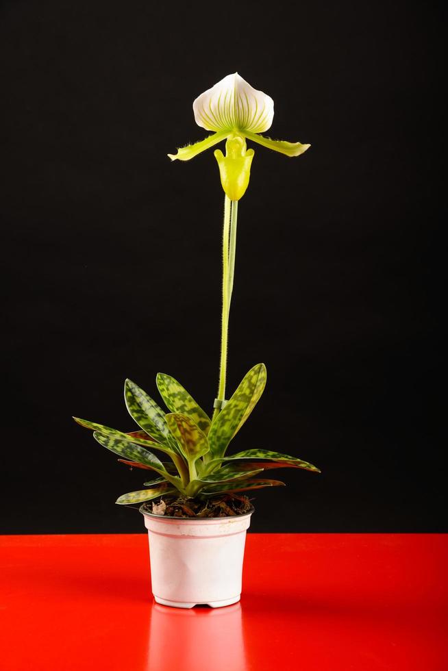 Orchidée en pot sur fond noir en studio photo