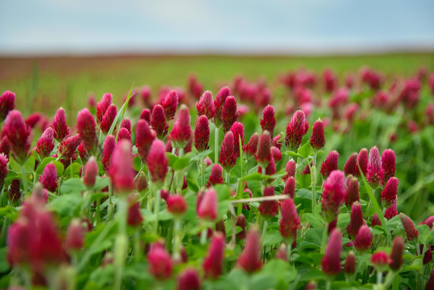 fleurs de trèfle rouge photo