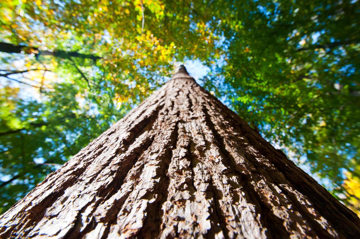 regardant un arbre photo