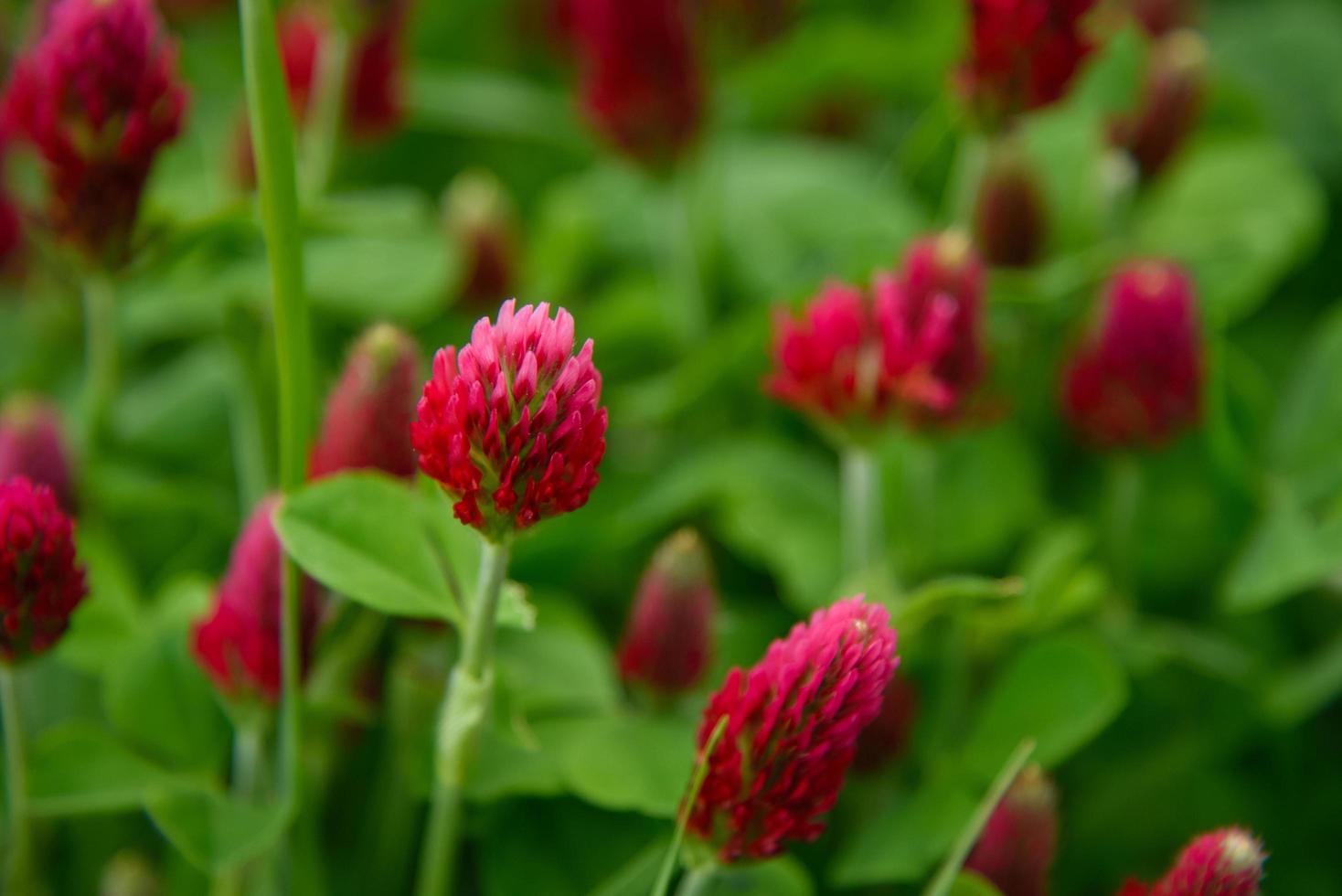 fleurs de trèfle rouge luxuriantes photo