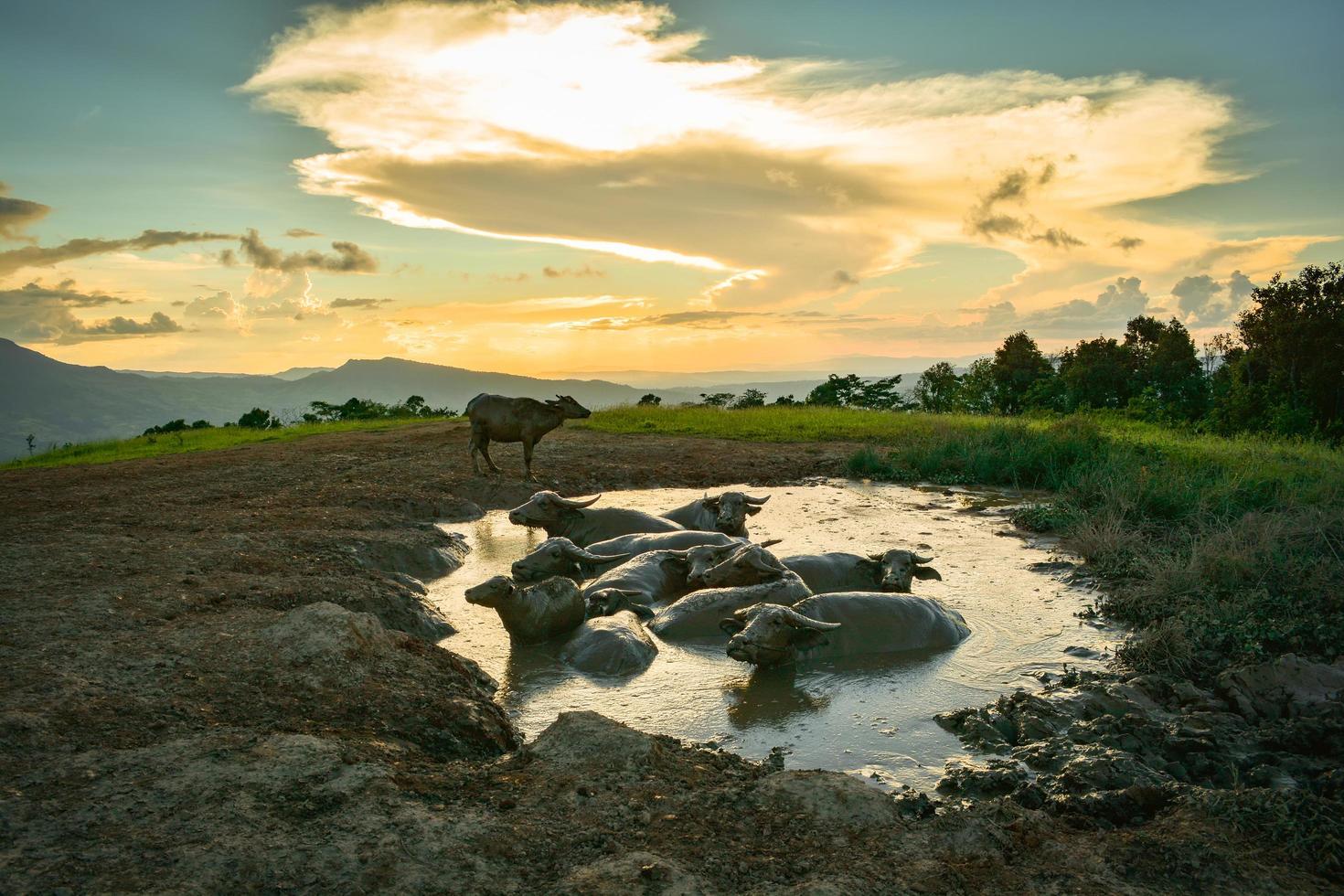 magnifique paysage le coucher du soleil avec l'eau buffle dans boue étang photo