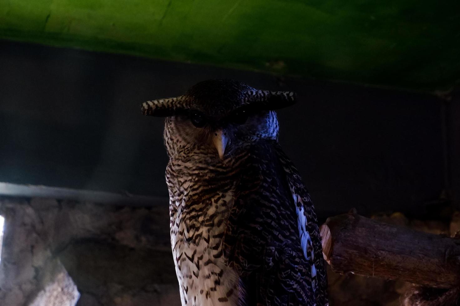 sélectif concentrer de à bandes noires chouettes perché dans une foncé cage. photo