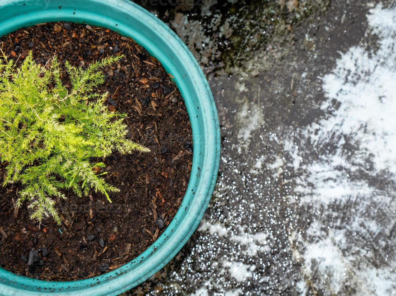 Photos de asperges les plantes dans des pots avec espace à côté de leur