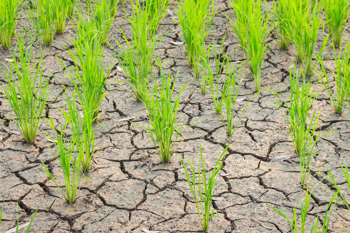 riz croissance sur sécheresse champ dans Thaïlande photo