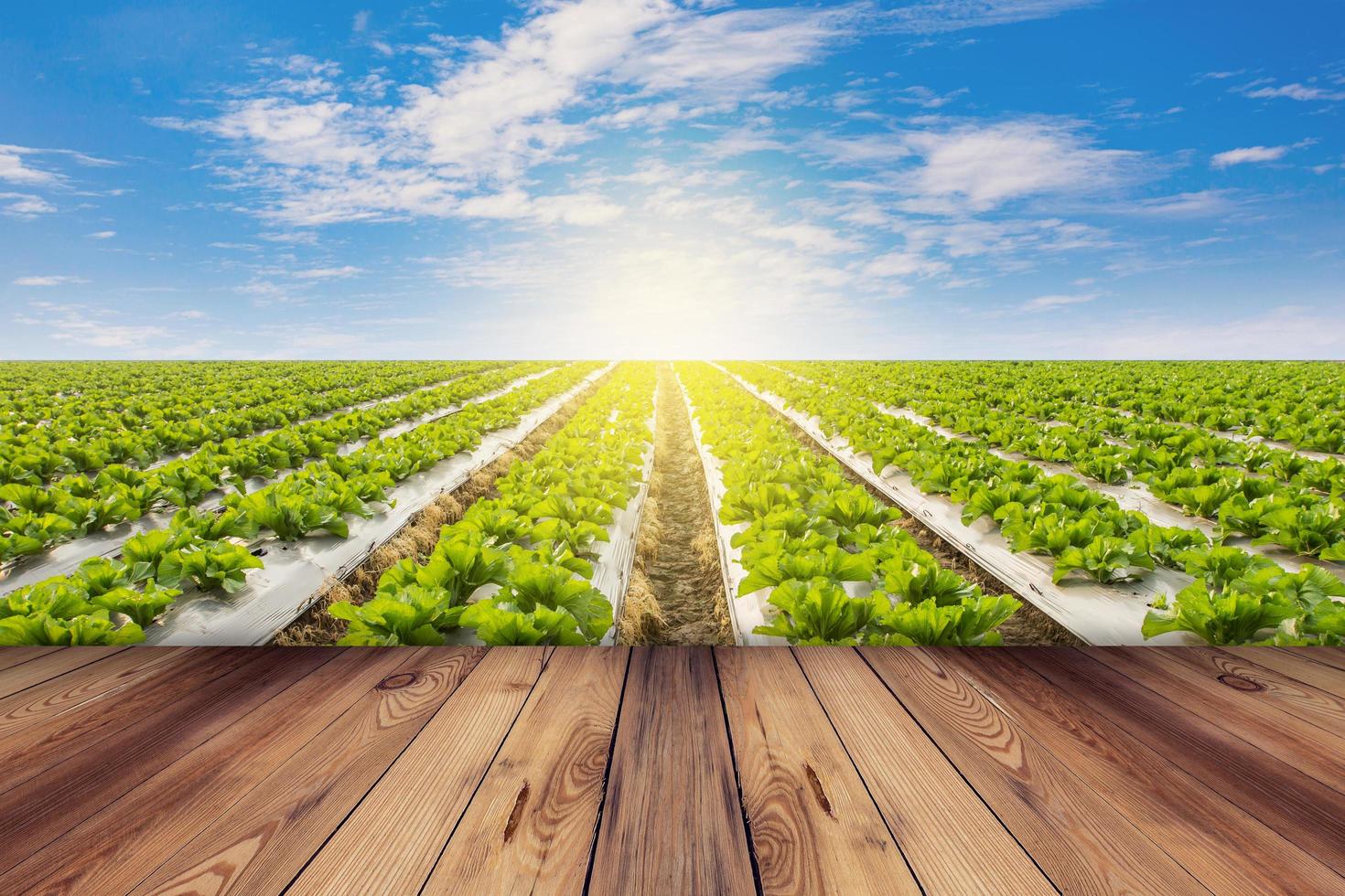 vert salade et en bois sol sur champ agriculture avec bleu ciel photo