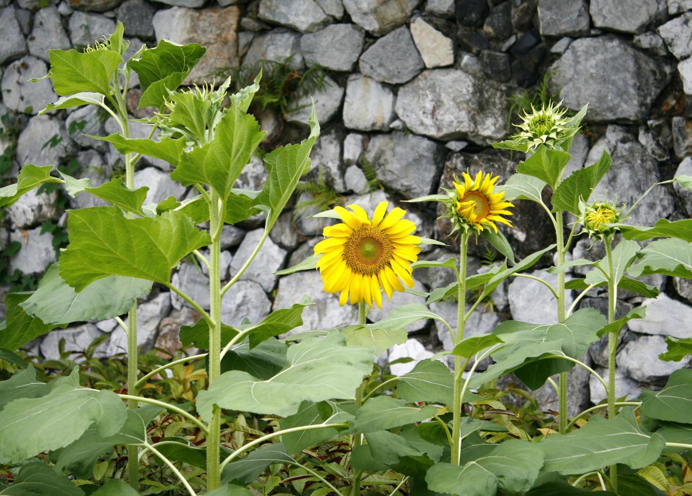 tournesols devant une paroi rocheuse photo