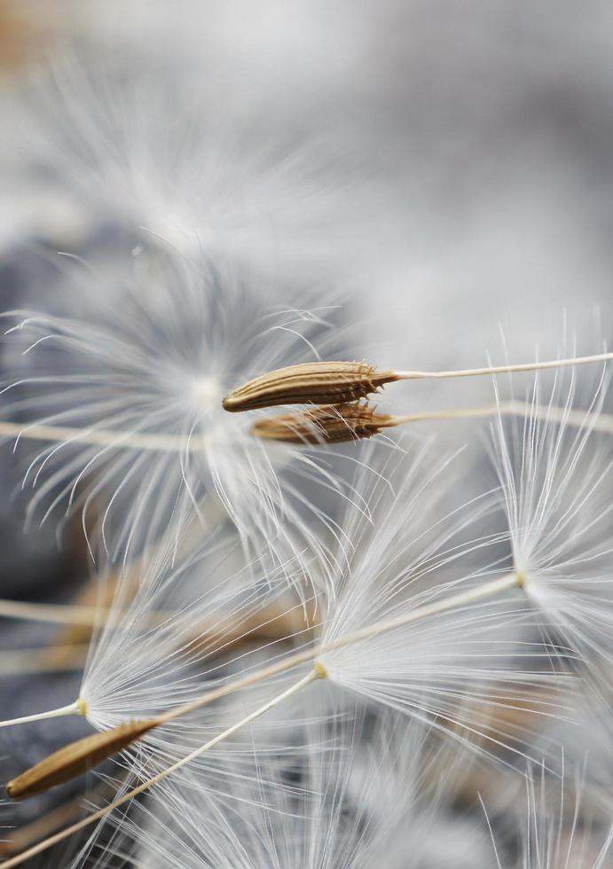 graine de fleur de pissenlit blanc photo