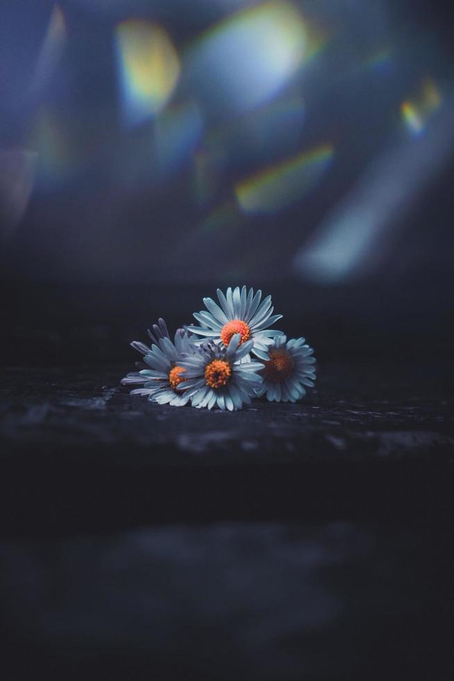 fleur de marguerite avec réfractions de la lumière photo