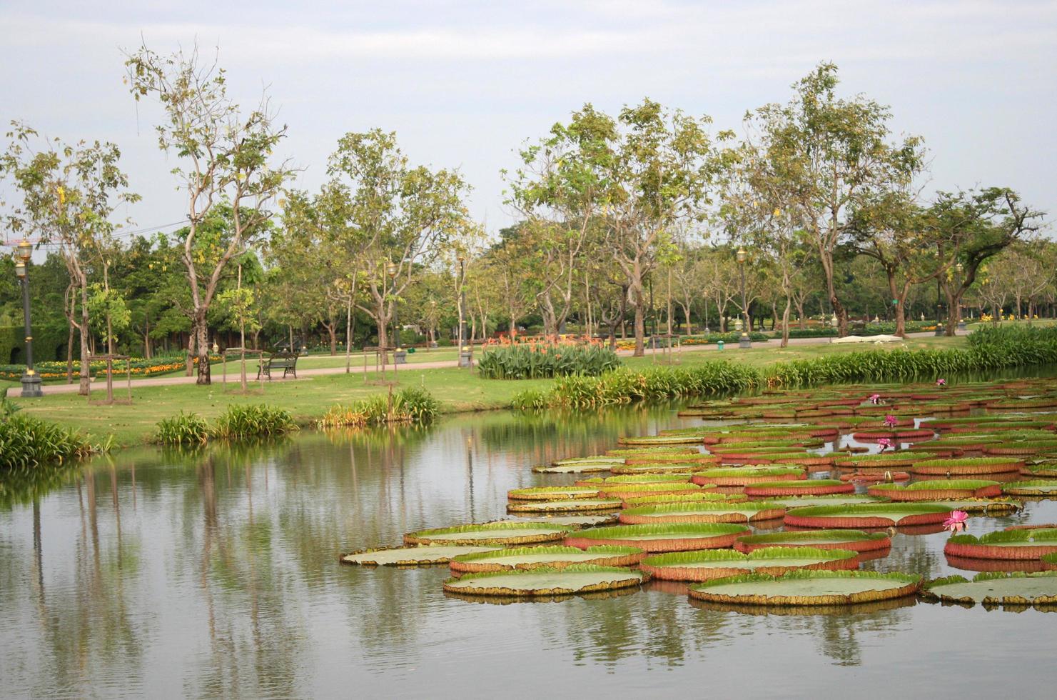 étang aux nénuphars dans un parc photo