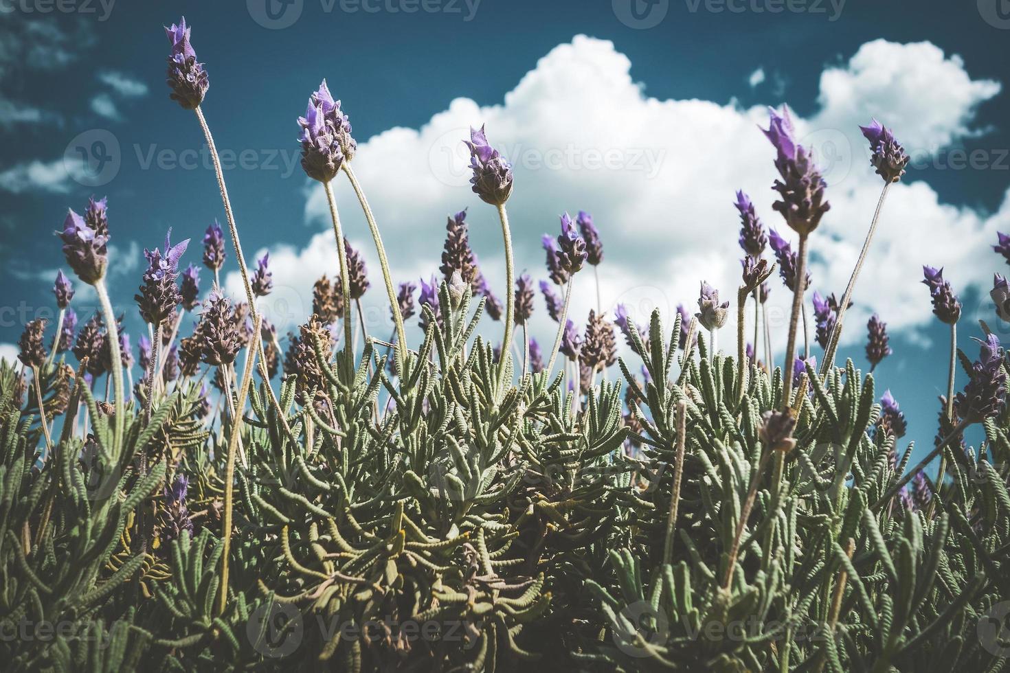 fleurs violettes d'un arbuste de lavande photo