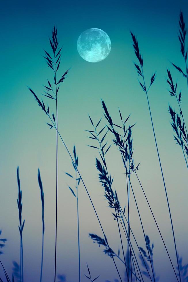lune et herbes dans le jardin avec une teinte bleue photo
