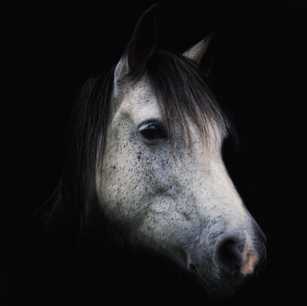 portrait de cheval blanc sur fond noir photo