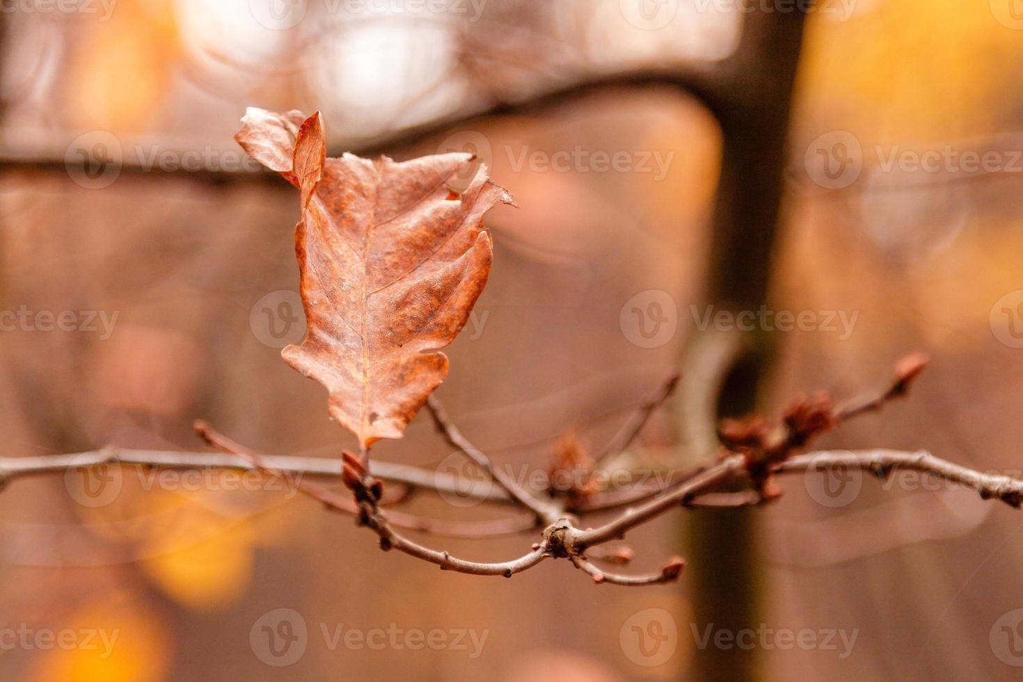 belles feuilles d'automne sur une branche photo