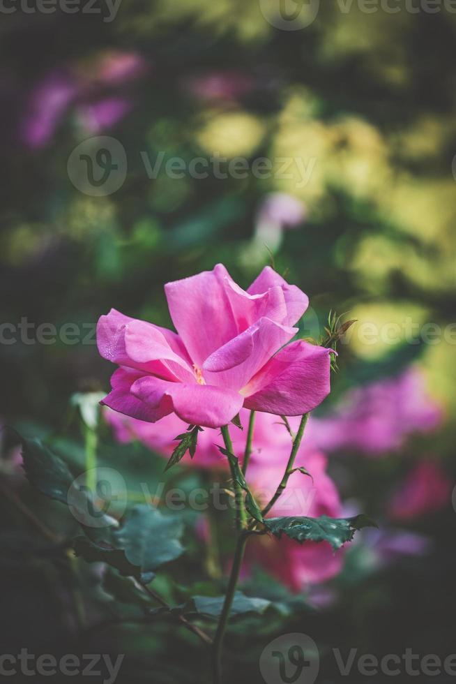 rose rose cultivée photo
