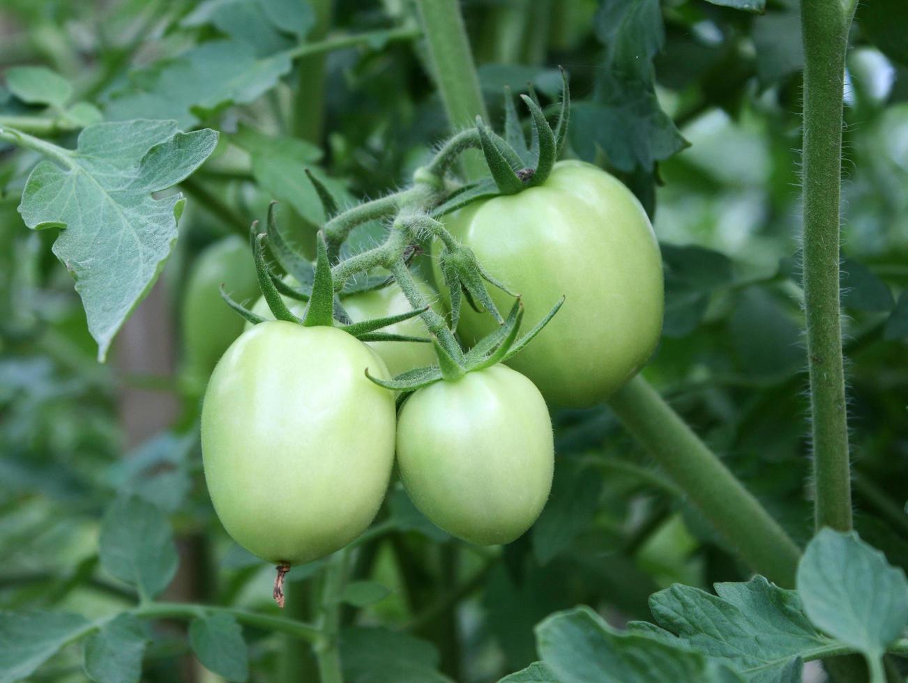 tomates vertes fraîches photo