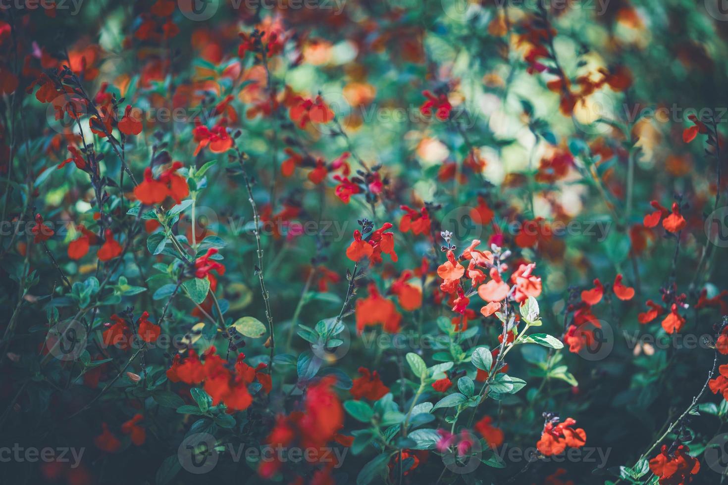 fleurs rouges de sauge photo
