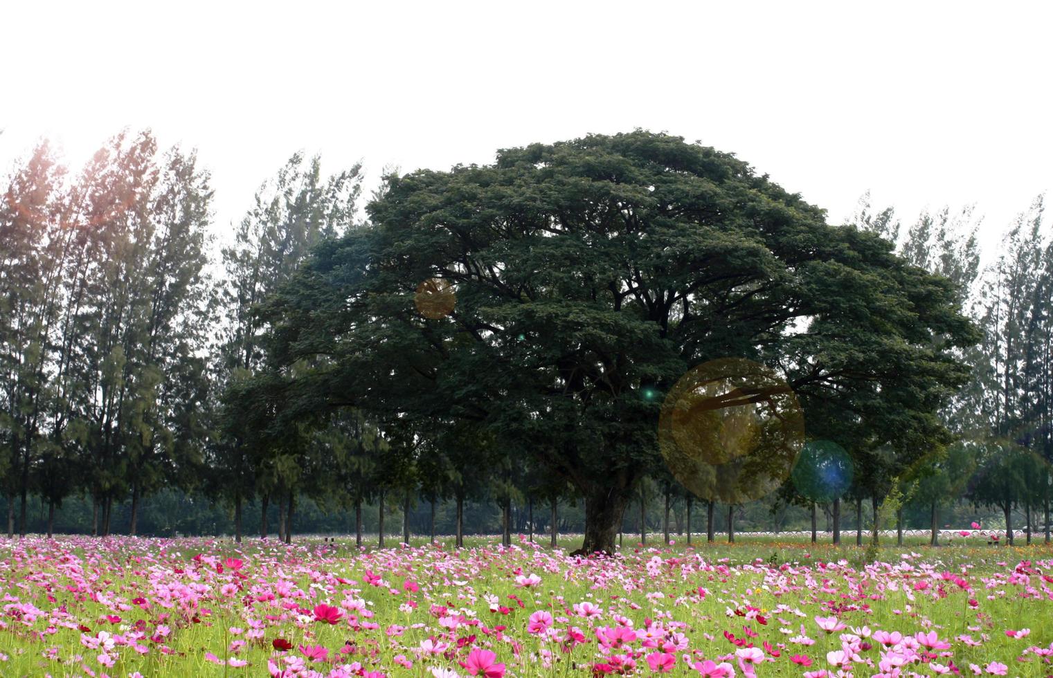 fleurs roses dans un champ photo