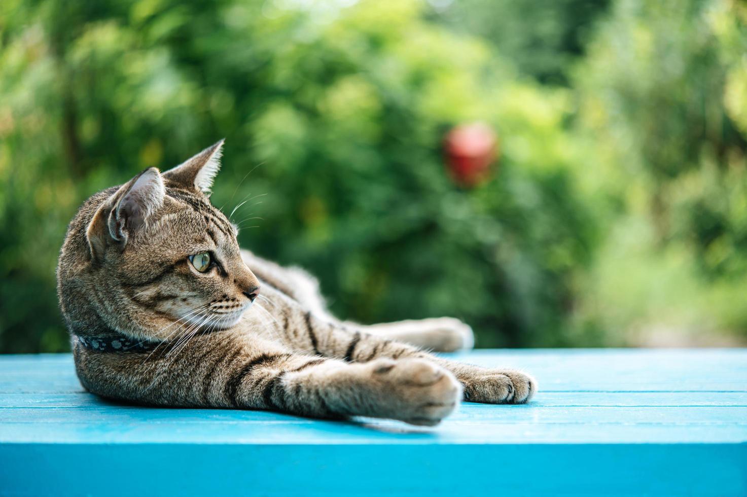 chat tigré sur surface bleue photo