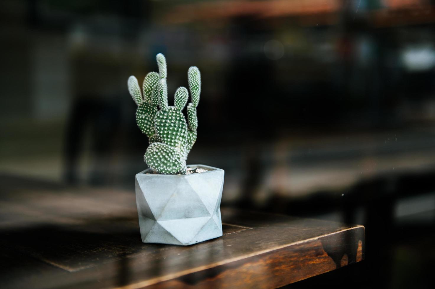 cactus en pots, mise au point sélective photo