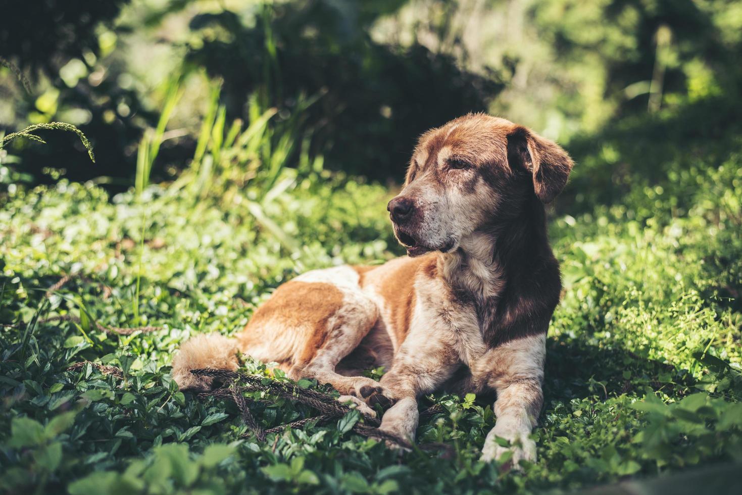 gog se faire bronzer sur l'herbe photo