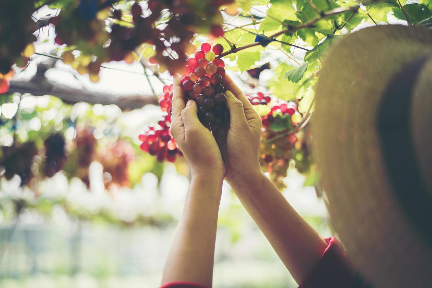 Jeune femme récolte des raisins dans le vignoble pendant la saison des récoltes photo
