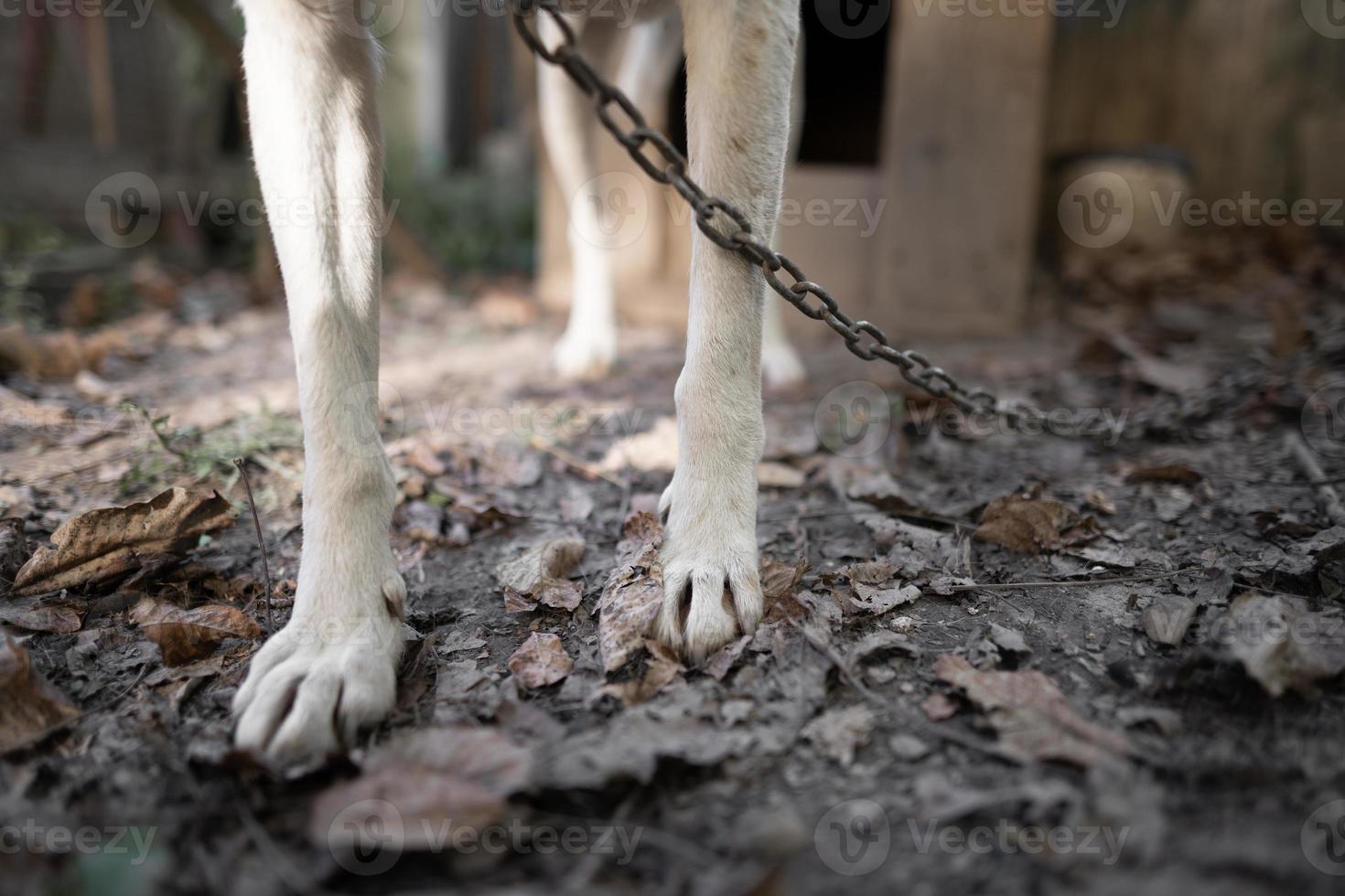 une solitaire et triste garde chien sur une chaîne près une chien maison en plein air. photo