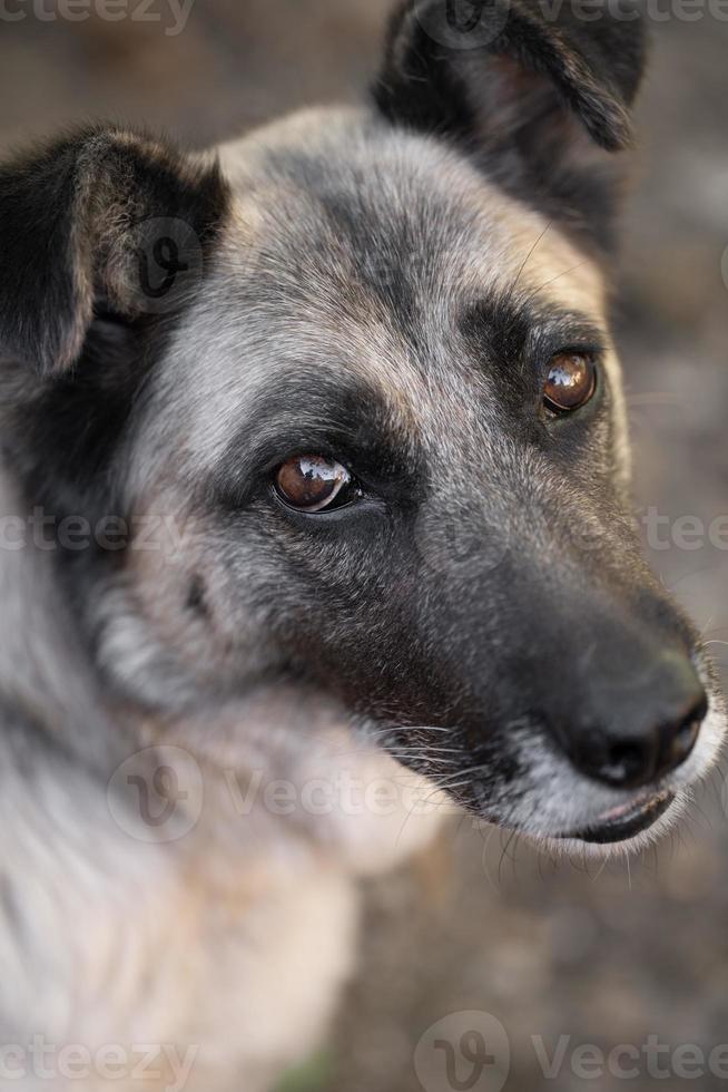 une solitaire et triste garde chien sur une chaîne près une chien maison en plein air. photo