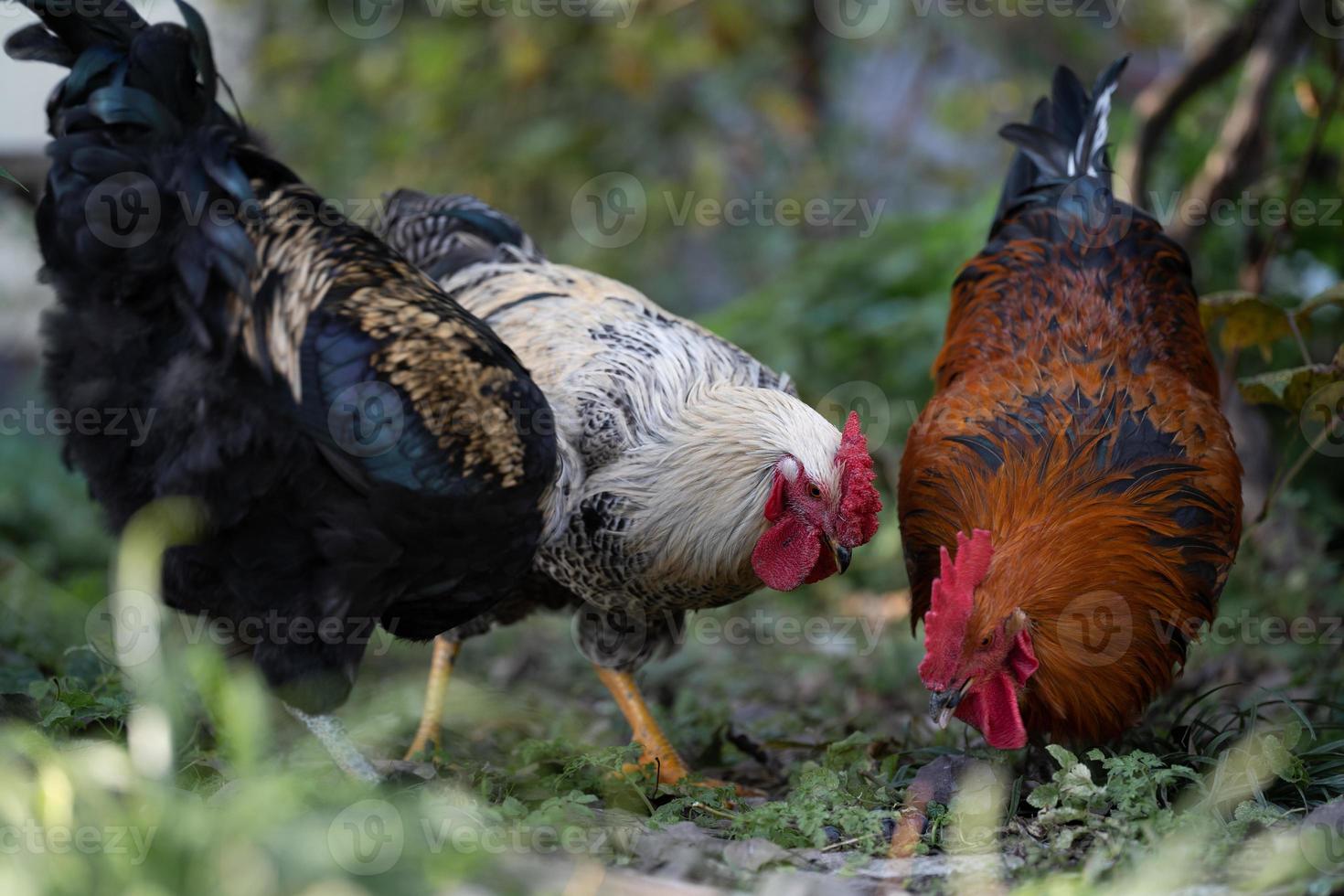 magnifique poulets et coqs en plein air dans le cour. photo