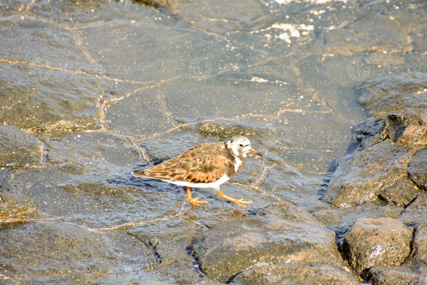 oiseau sur un rocher photo