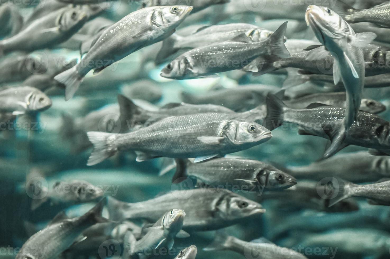 poissons dans l'eau photo