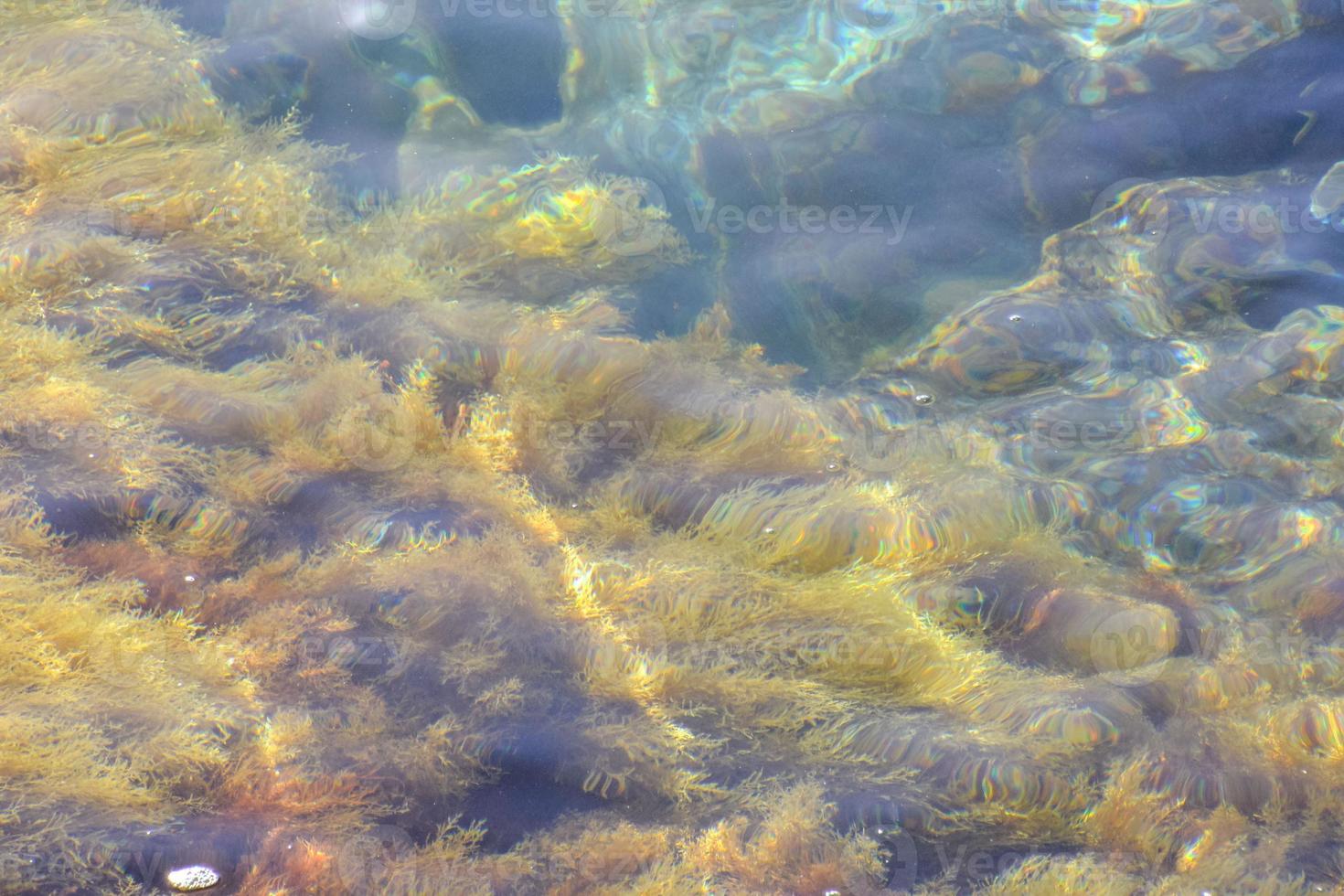 algues dans l'eau photo