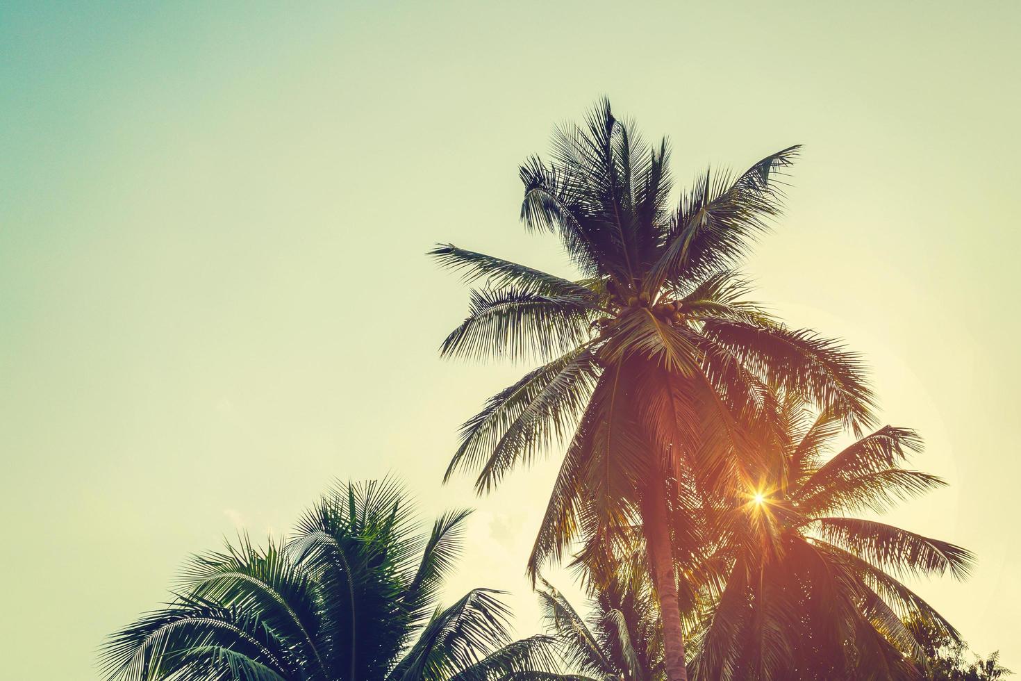 noix de coco paume arbre et ciel sur plage avec ancien tonique. photo