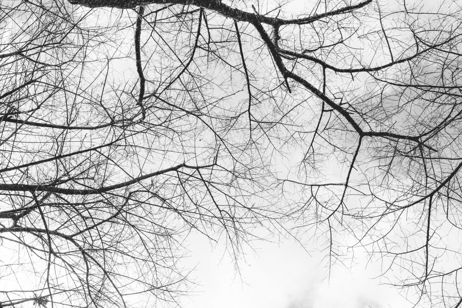 arbre branche grunge ancien texture pour Naturel Contexte. photo