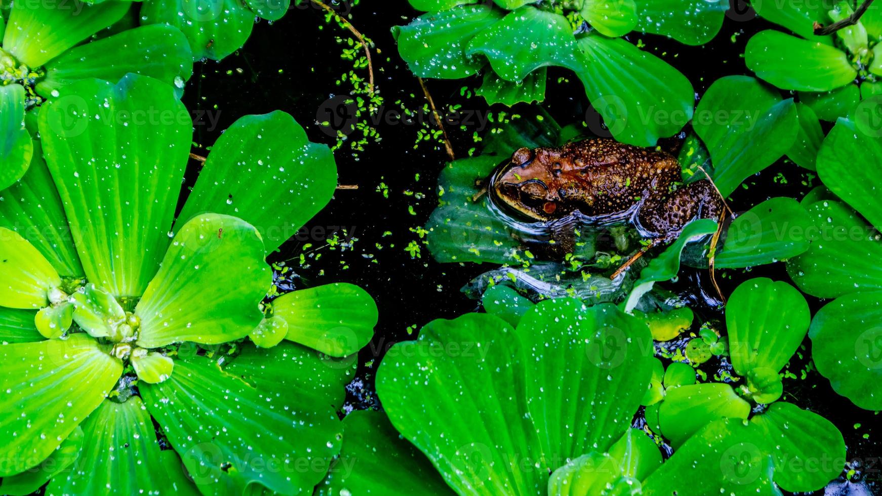 grenouilles dans l'eau et entourées de plantes aquatiques photo