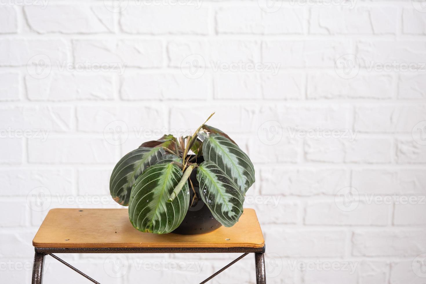 une rare variété plante d'appartement Maranta leuconeura massangeana fermer feuille dans intérieur sur blanc brique mur. mis en pot maison végétaux, vert Accueil décor, se soucier et cultivation photo