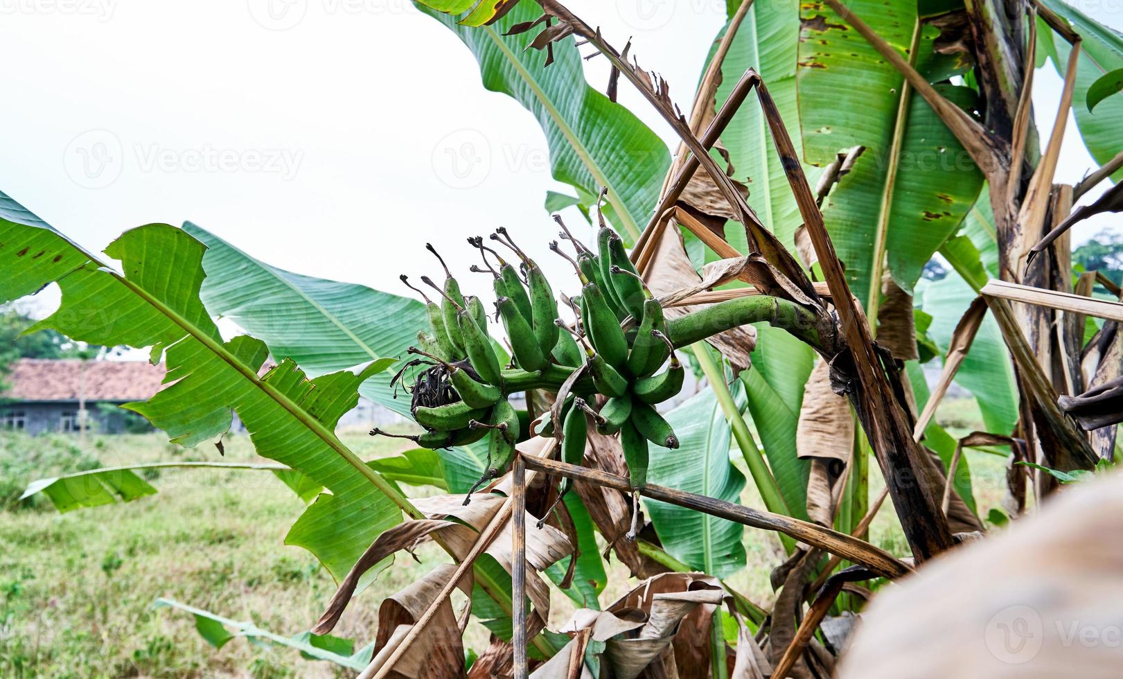 banane bonheur. une Frais vert banane arbre dans ses Naturel habitat photo