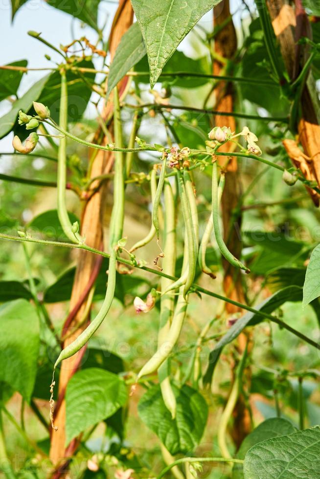 vert des haricots croissance Frais sur le plantation photo