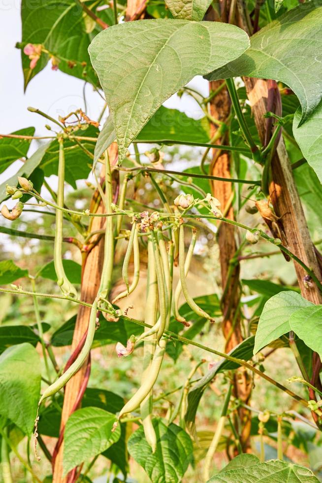 vert des haricots croissance Frais sur le plantation photo