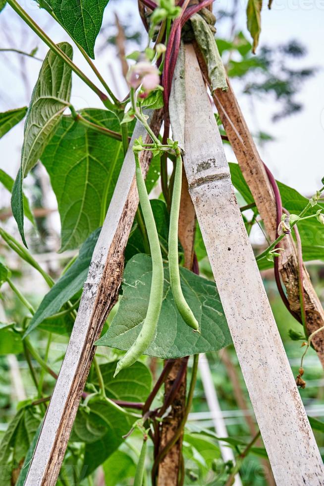 vert des haricots croissance Frais sur le plantation photo