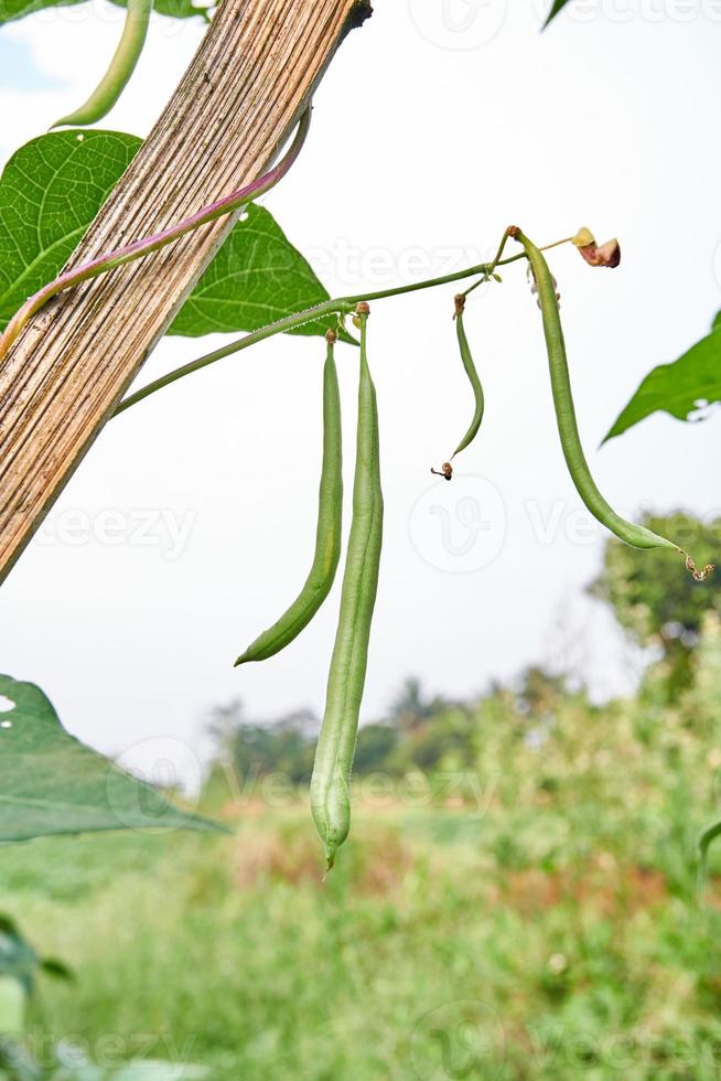 vert des haricots croissance Frais sur le plantation photo