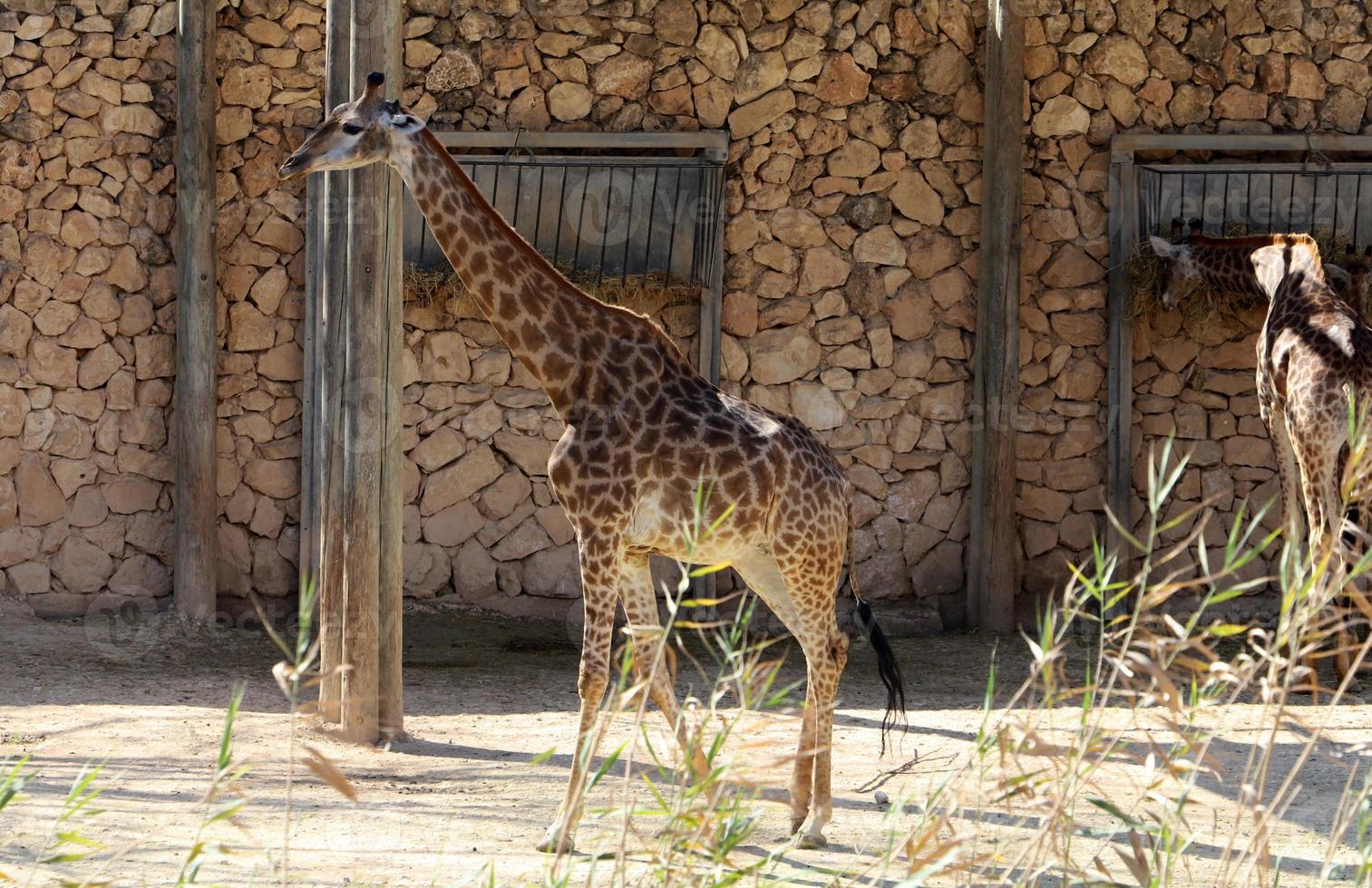 une grand girafe vies dans une zoo dans tel aviv. photo