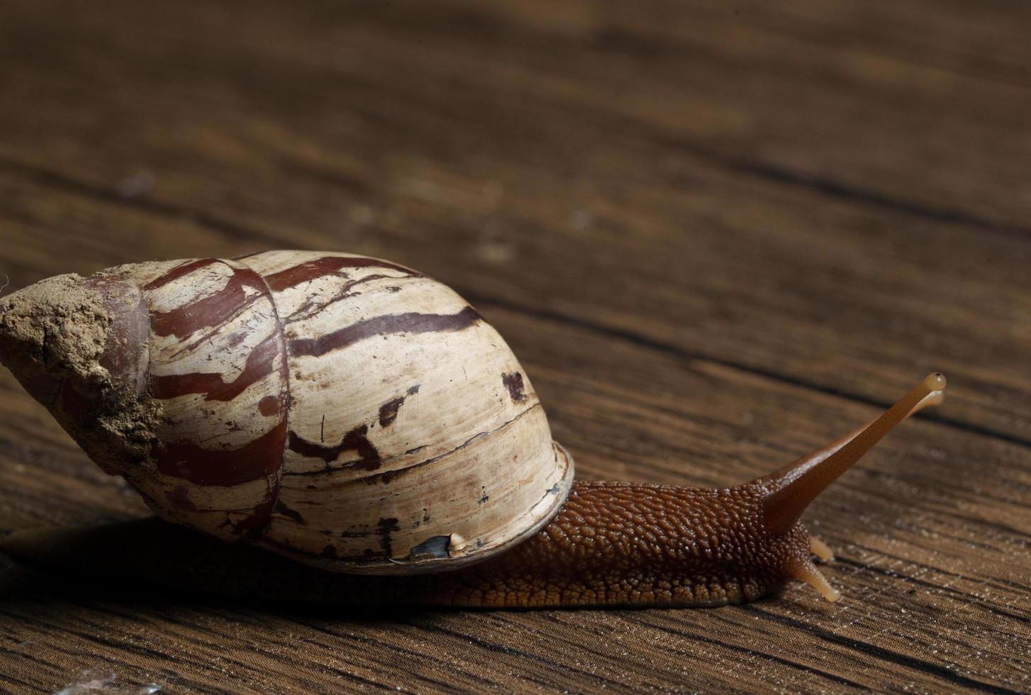 escargot macro philippines photo