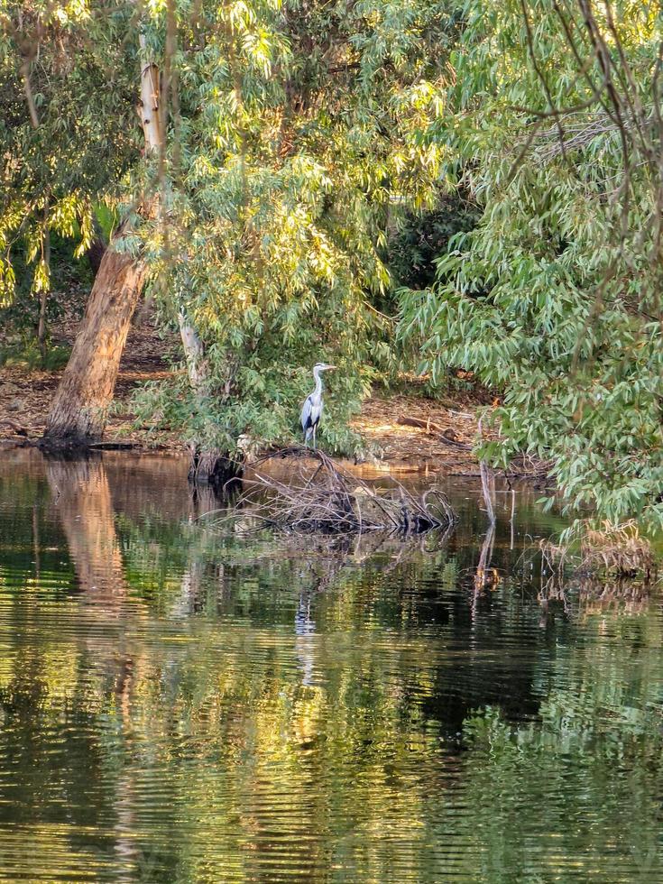 gris héron ardea cinerea dans Athalassa Lac dans Chypre sur une magnifique l'automne Matin photo