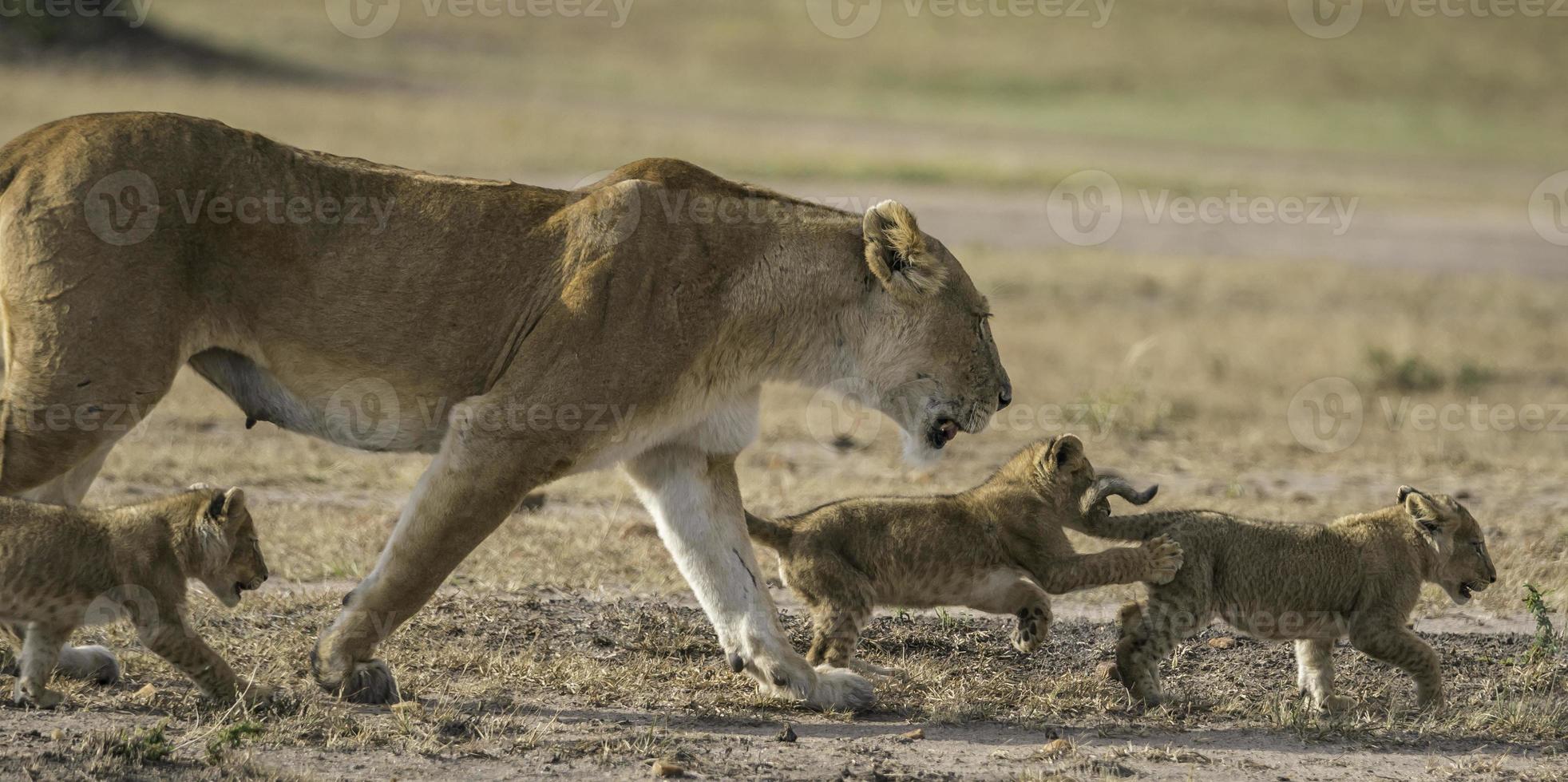 une lionne et sa petits dans masaï mara nationale parc. photo