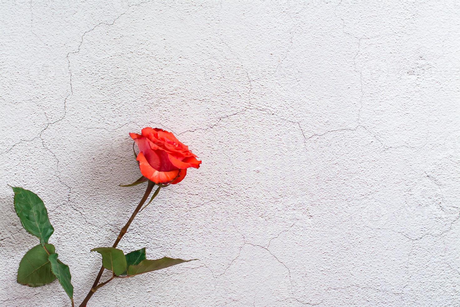 Frais rouge Rose avec feuilles sur gris texture Contexte. Haut voir. copie espace photo