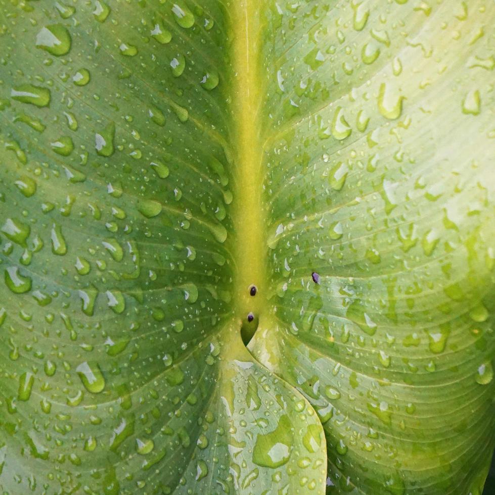 gouttes sur les feuilles de la plante verte photo