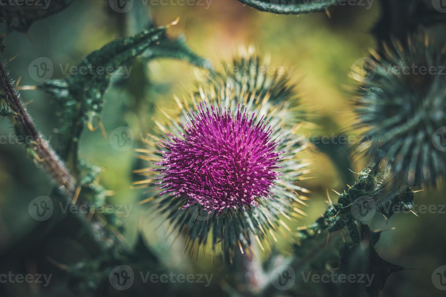 fleur pourpre d'une plante de chardon commun photo