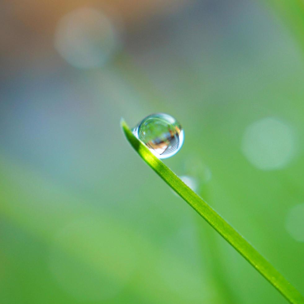 goutte de pluie sur la feuille d'herbe verte photo