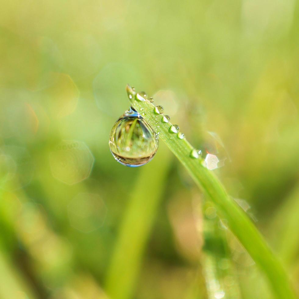 goutte de pluie sur un brin d'herbe photo