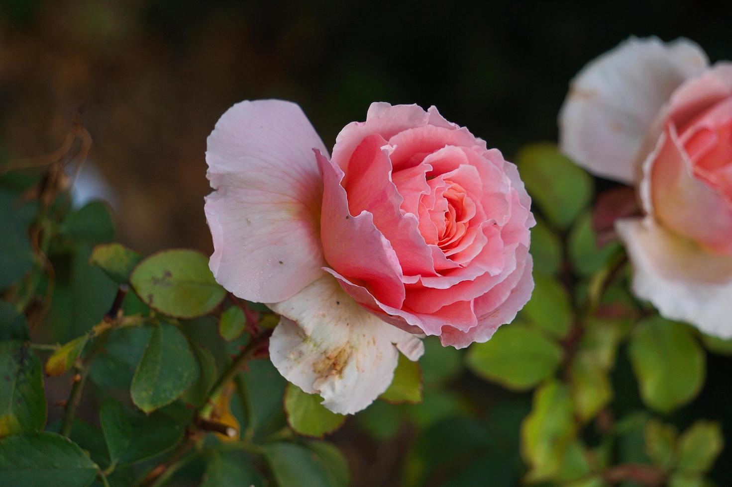 belle fleur rose pour la saint valentin photo